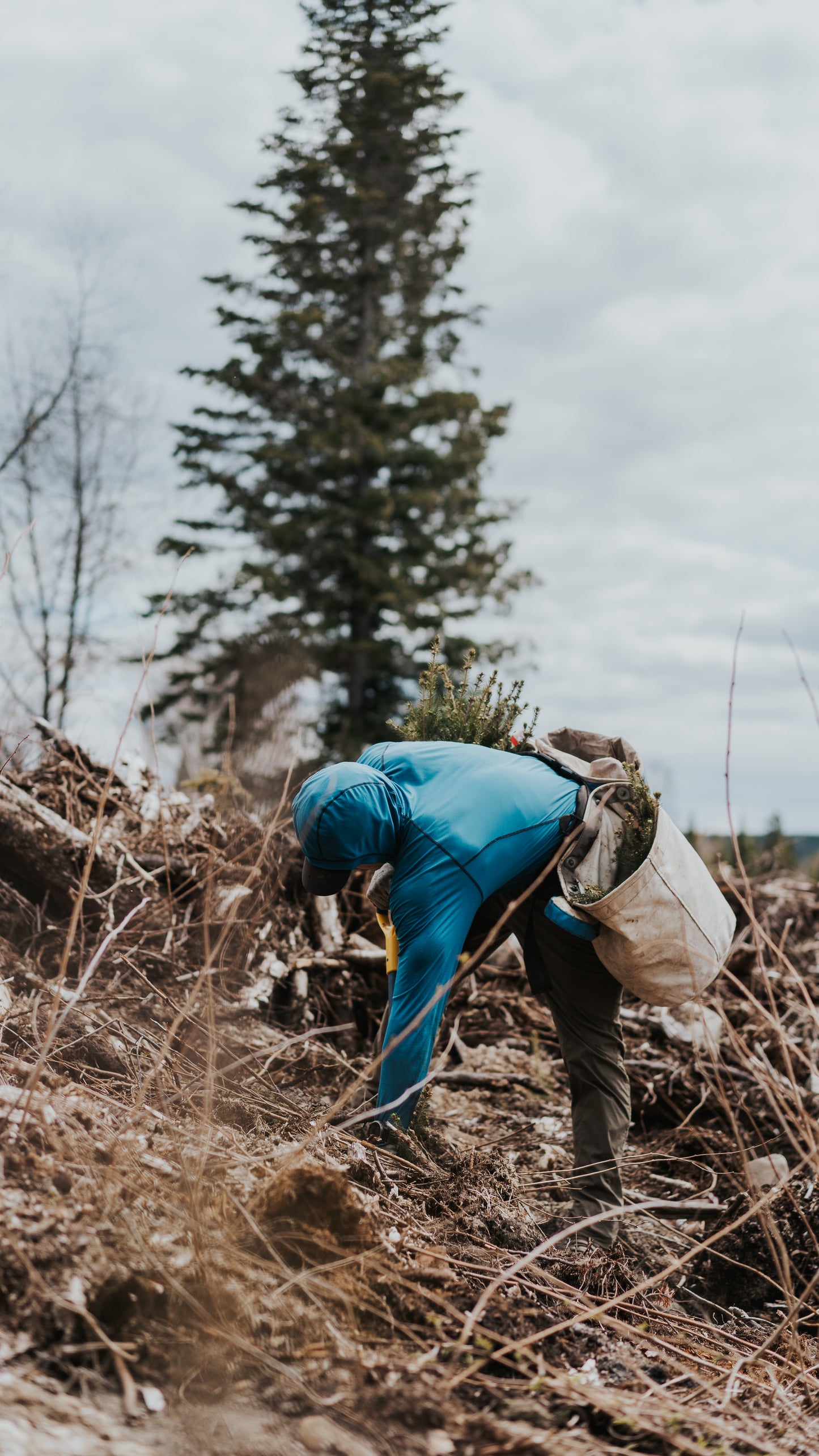 PLANT TREES WITH US