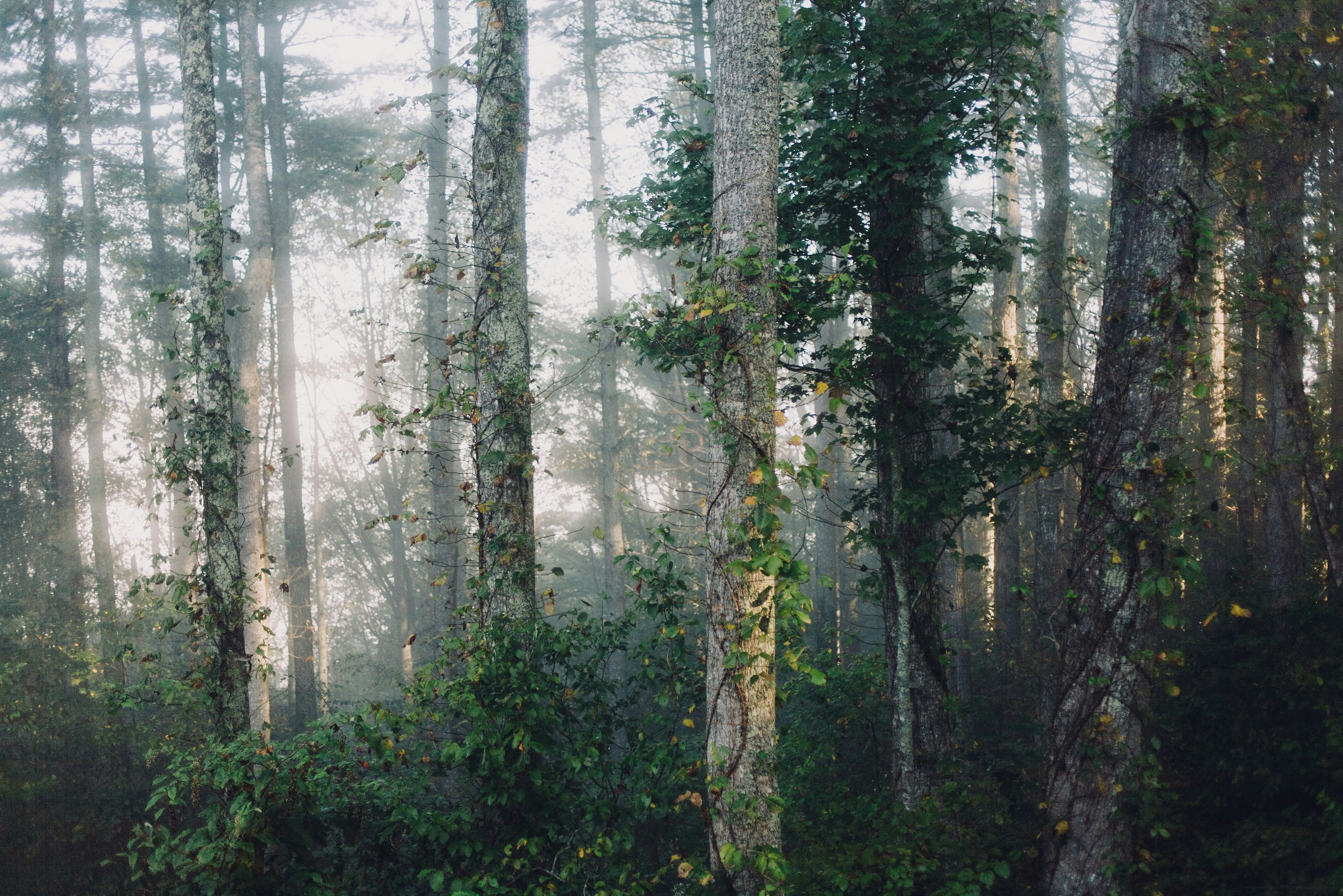 Breaking the Monoculture Cycle: Restoring Balance to Canada’s Forests