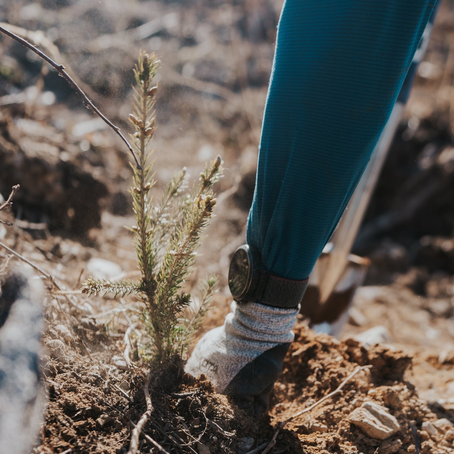 PLANT TREES WITH US