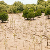 Mangrove - ($1.00USD)