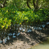 Mangrove - ($1.00USD)