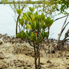 Mangrove - ($1.00USD)