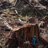 Forest Protection